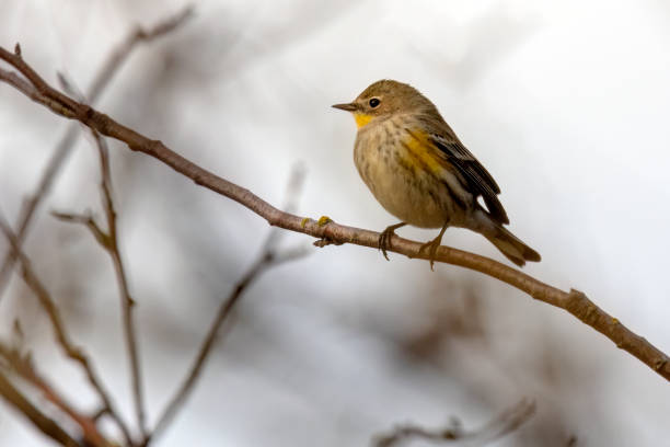 istock yellow-rumped warbler in winter, Delta, BC, Canada 1474198629