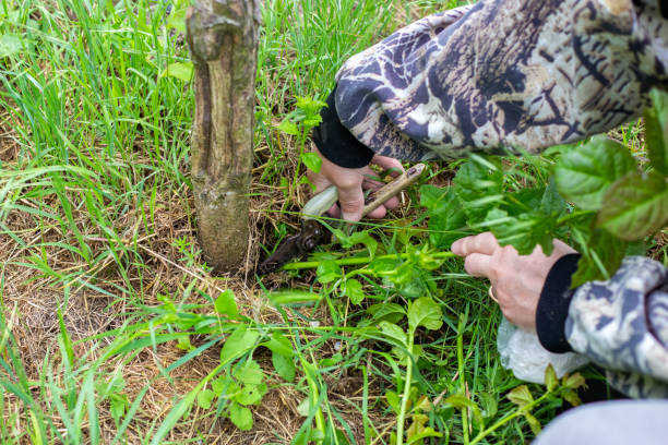 istock A gardener prunes a tree with pruning shears on a spring day. Sanitary pruning of trees and shrubs in the garden 1474198723