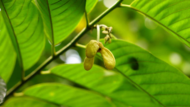 istock Annona mucosa flower 1474199404