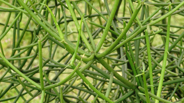 istock Euphorbia tirucalli 1474199438