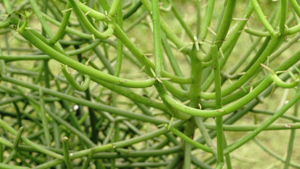 istock Euphorbia tirucalli 1474199469