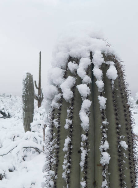 istock Snow on a Saguaro in the Desert 1474199587