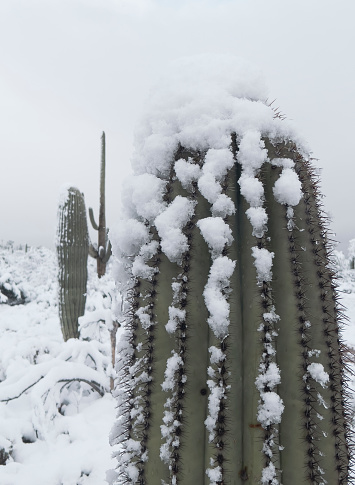 Snow on a Saguaro in the Desert Winter Storm White Out in Arizona