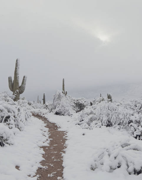 istock Desert Snow in Arizona on Hiking Trail 1474199942