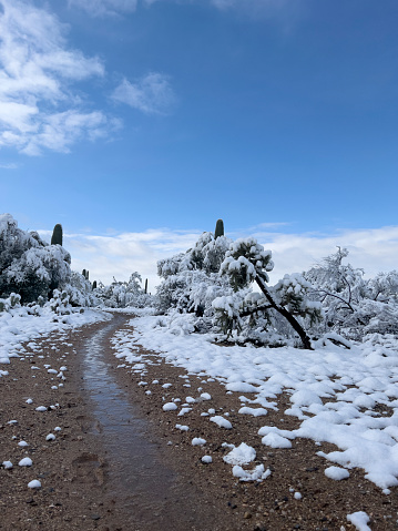 Desert Snow on Arizona Hiking Trail with Saguaro Cactus and Mud