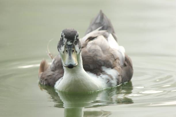 istock Duck swim in pond 1474201260