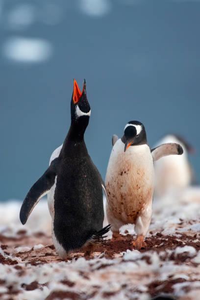 gentoo penguins colony (Pygoscelis papua) penguins singing with Antartic landscape Antarctica