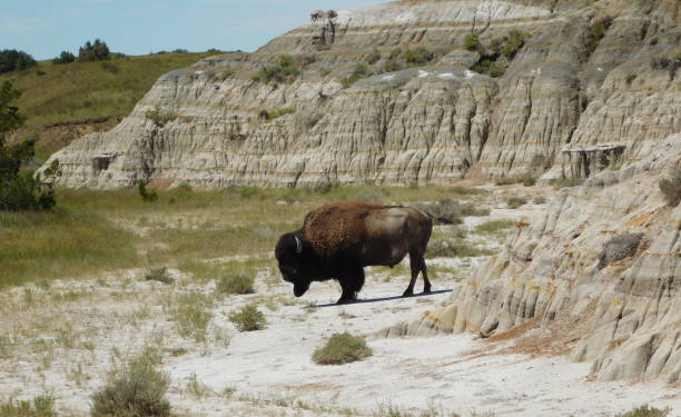 istock Buffalo in the canyon 1474202035
