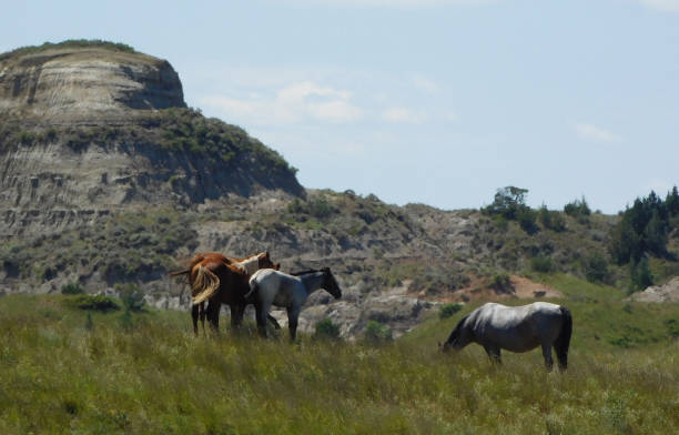 istock Horses near butte 1474202128