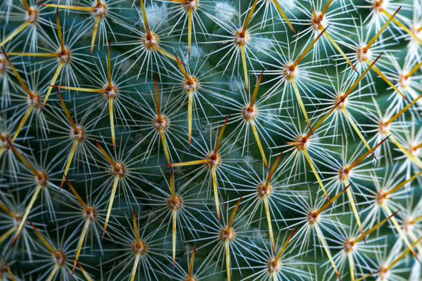 istock Macro cactus thorns,Close-up of thorns on cactus, background cactus with spines 1474203491