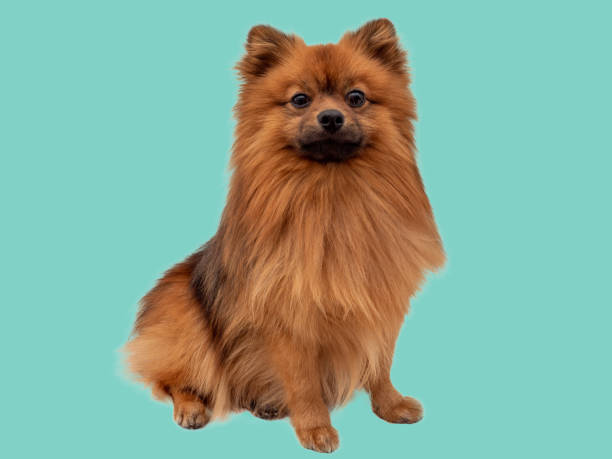 istock Red Spitz dog breed isolated on blue background. 1474203708