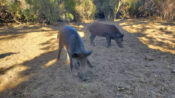 istock Wild pigs on dirt 1474203961