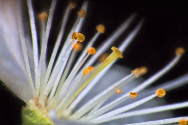 Enlarged flowers (even outwardly simple) look amazingly beautiful when magnified, stamens and petals