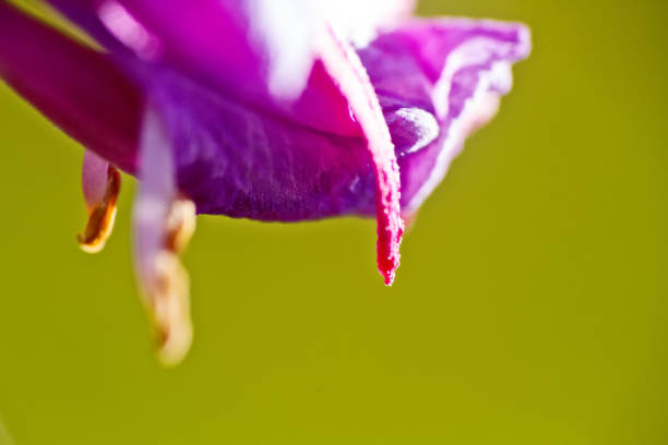 Blue tiny floret of the North. Window into world of ultra macro, mountain tundra higher Arctic circle