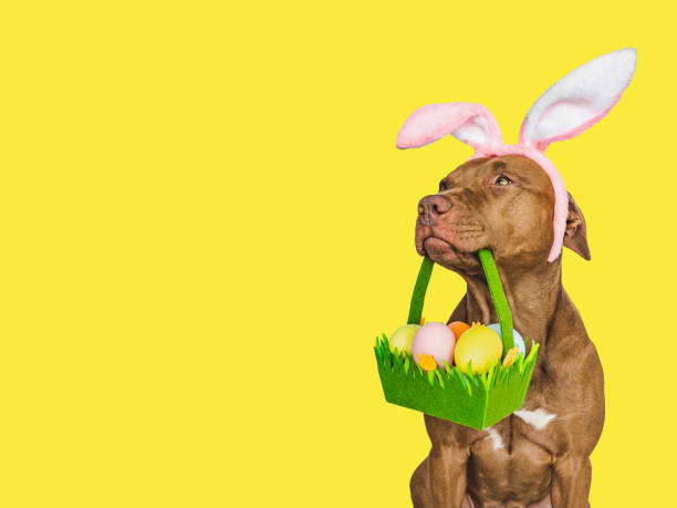 istock Lovable, pretty puppy and a basket of Easter eggs 1474205096