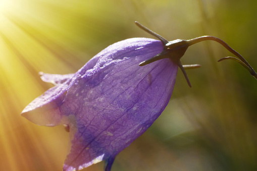 Bell flower opens towards the sun, warm rays of the sun, summer flowers in midsummer