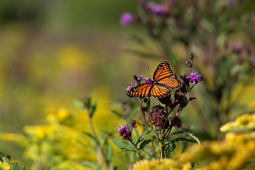 A beautiful monarch butterfly with wings open, feeding on a flower in CT.