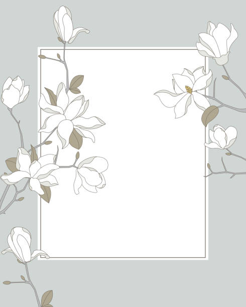 ilustraciones, imágenes clip art, dibujos animados e iconos de stock de magnolia marco de fondo - magnolia white blossom flower