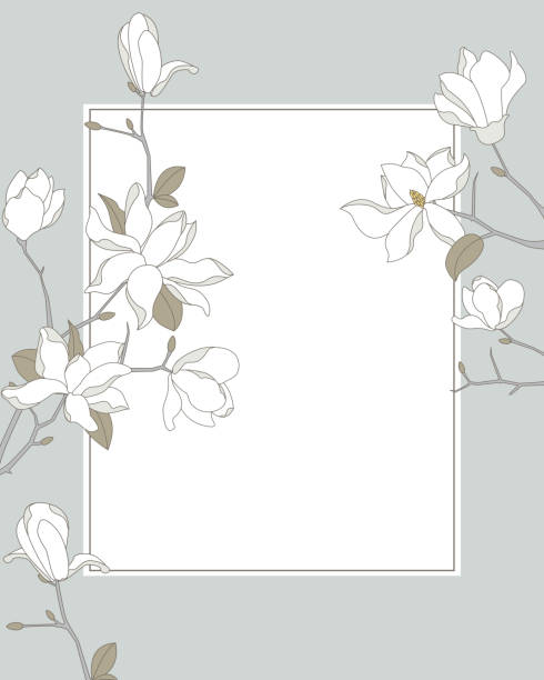 magnolia rama tło - magnolia white blossom flower stock illustrations