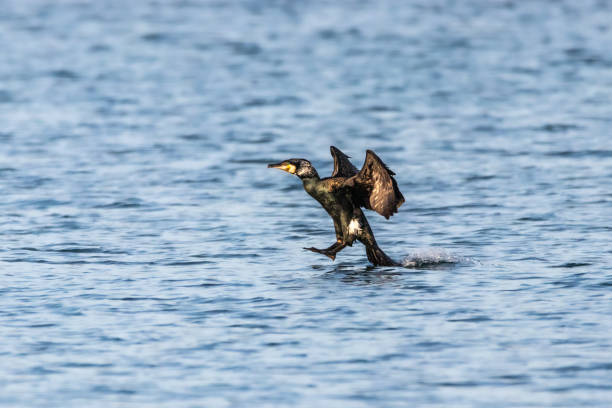 istock Great Cormorant on a pond in the morning light 1474210556