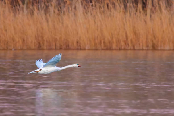 istock Mute Swan flying in the morning light 1474210638