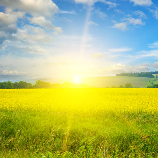 istock A field with blooming rapeseed and a sun against a blue sky. 1474210879