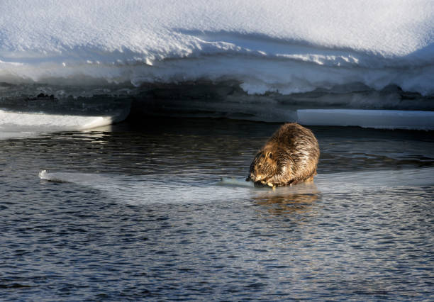 istock Beaver family working in the winter 1474211088