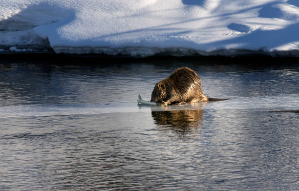 istock Beaver family working in the winter 1474211090