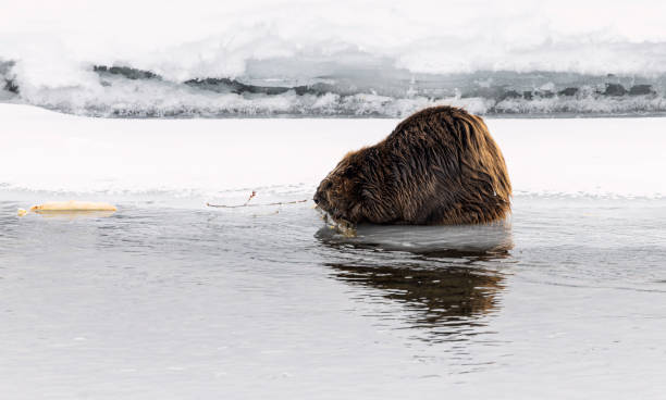istock Busy Beavers hauling branches and floating in the river 1474211157