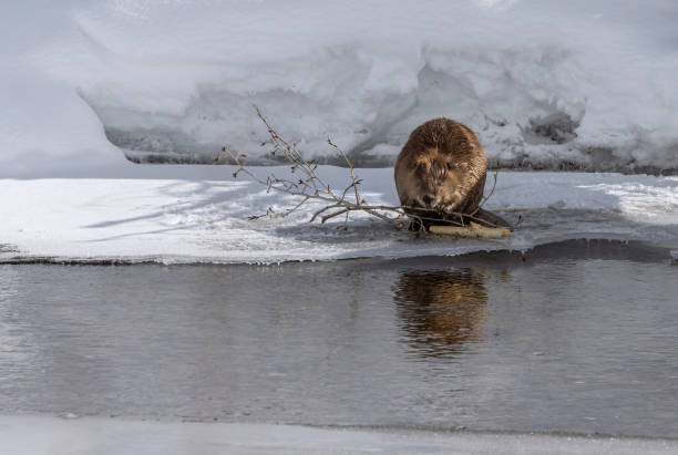 istock Busy Beavers hauling branches and floating in the river 1474211231