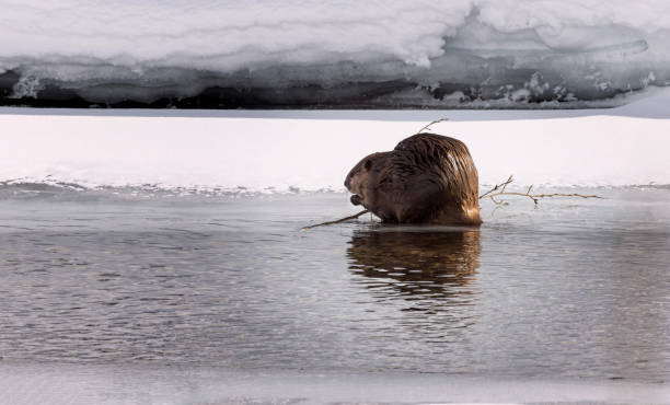 istock Busy Beavers hauling branches and floating in the river 1474211961