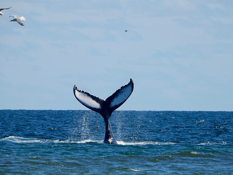 Tail of humpback whale