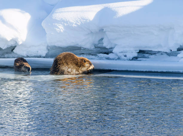 istock Beaver family working in the winter 1474212481