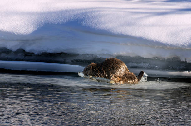 istock Beaver family working in the winter 1474212610
