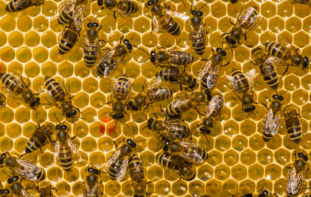 istock Flower pollen, nectar and honey in comb. 1474213725