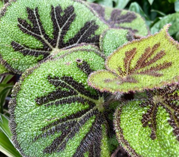 istock Begonia masoniana Rock 1474214570