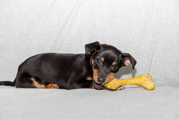 istock Black puppy dog lying on the sofa bites a corn bone. Puppy teething. 1474215391