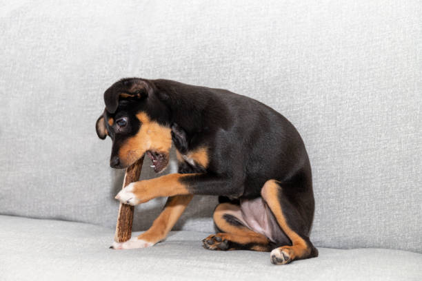 istock Dog puppy bites the deer horn 1474215456