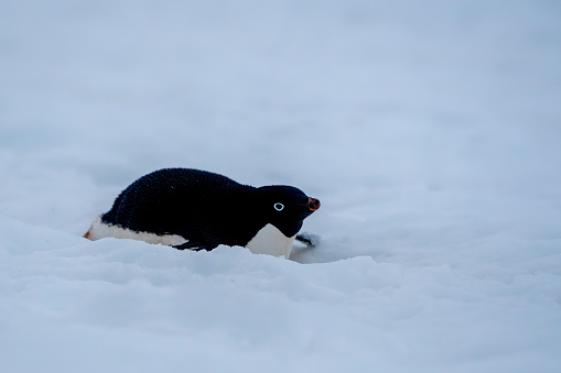 adelia penguins (Pygoscelis adeliae )  sliding on ice portrait in Antarctica