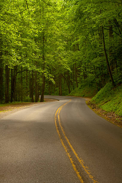 istock Winding Road in the Woods 147421598