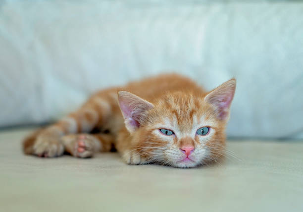 istock A small, red kitten, just woken up 1474216462
