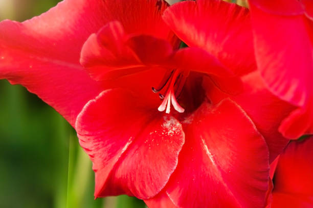 Beautiful gladiolus flower, close-up, red color. Great depth of field, selective focus, open aperture. Flower concept. Happy gardening.