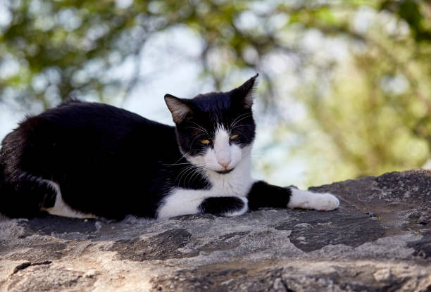 Black and White Feral Cat sitting on a Rock Wall