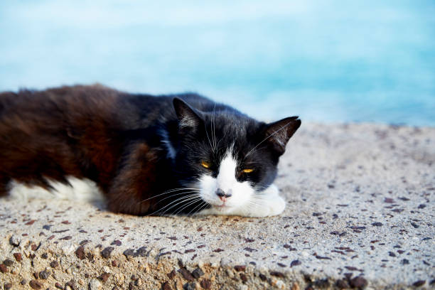 istock Black and White Cat falling asleep on a wall 1474217770
