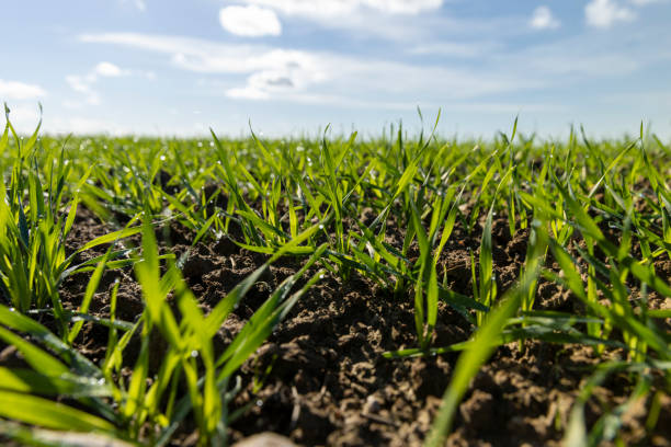 istock Winter wheat variety covered with dew drops 1474218055