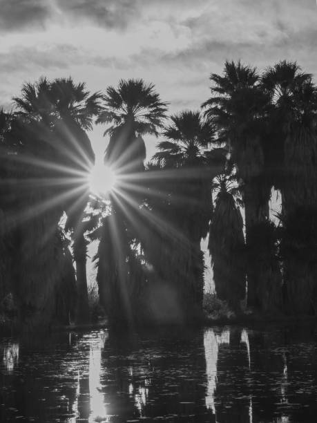 Sunset with Palm trees in the Desert