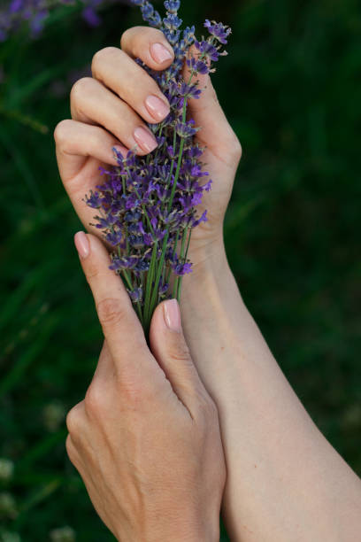 istock Bouquet of lavender in the hands, blurred background 1474218872