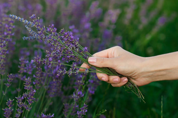 istock Bouquet of lavender in the hands, blurred background 1474218894