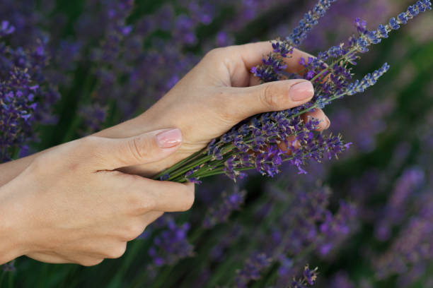 istock Bouquet of lavender in the hands, blurred background 1474218920