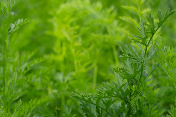 istock green leaves textured nature background 1474219790